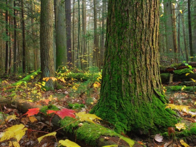 Old-growth hemlock in the Alan Seeger Natural Area, Rothrock State Forest