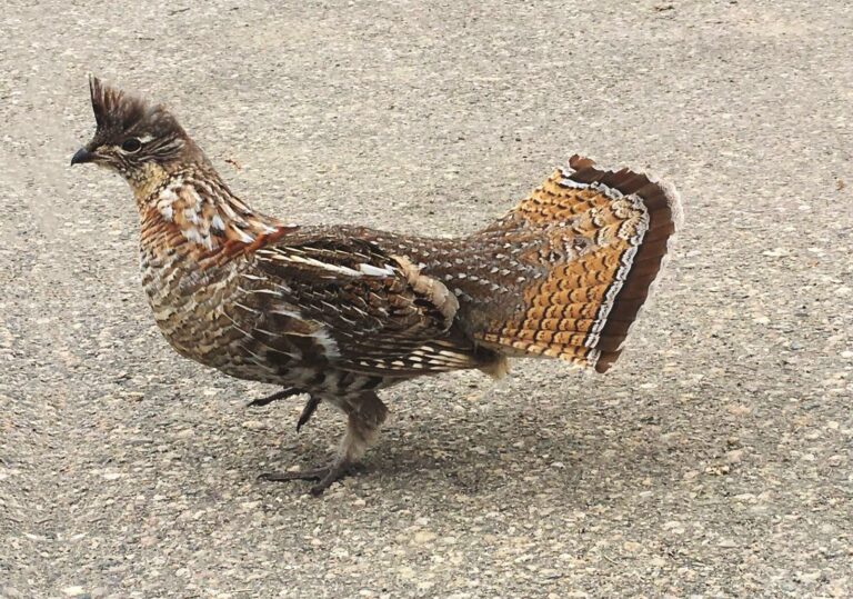 Ruffed grouse with tail fanned in display