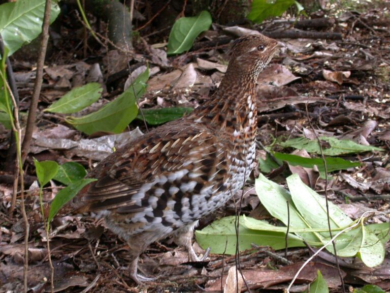 Ruffed grouse camouflaged on the forest floor among leaves