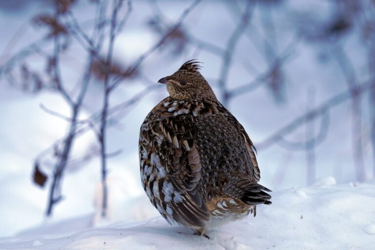 Ruffed grouse standing in fresh snow