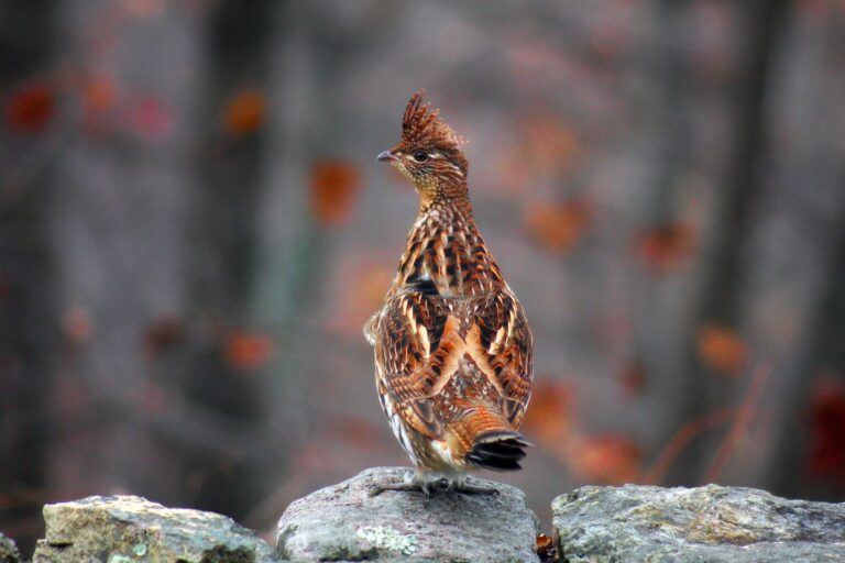 Ruffed grouse perched on a stone wall in autumn woods
