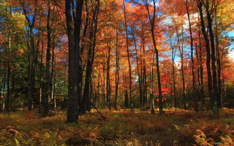 Northern hardwood forest in peak autumn color near Fritz Run on State Game Lands 127, Monroe County