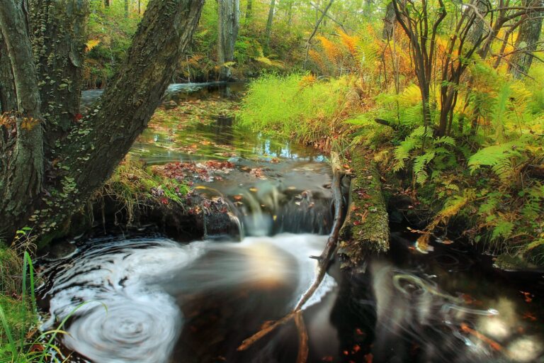 Tannin-dark Fritz Run among autumn ferns on State Game Lands 127, Monroe County