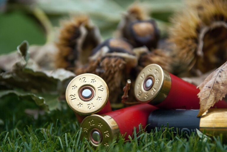 Shotgun shells lying in autumn grass with chestnuts