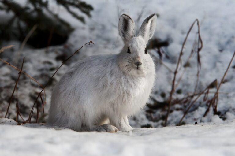 Snowshoe hare sitting in snow beside brush