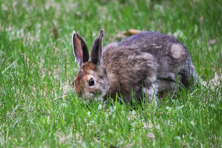 Snowshoe hare in brown summer coat feeding in grass