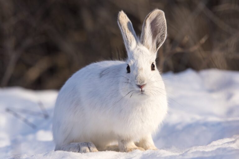 Snowshoe hare in white winter coat on snow