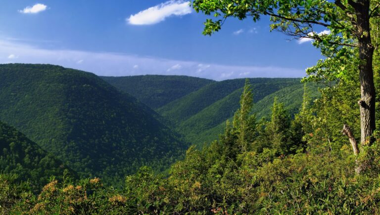 Steep green hollows seen from County Line View on Jerry Ridge Road, Sproul State Forest, Cameron and Clinton counties