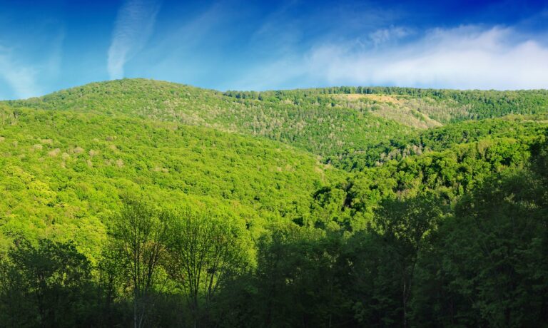 Hammersley Wild Area hollows from Hammersley Vista on McConnell Road, Susquehannock State Forest