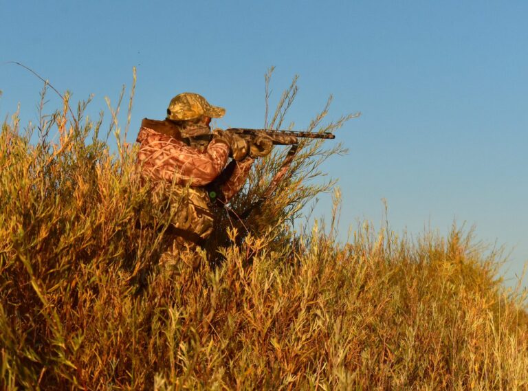 Waterfowl hunter in camouflage aiming from tall marsh grass