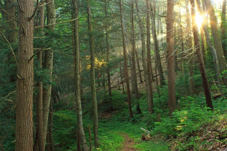 Sunlit hemlocks and ferns along the Ward Crawford Trail, Jakey Hollow Natural Area, Weiser State Forest