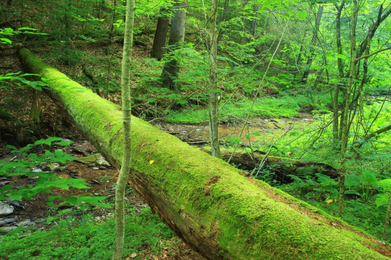 Moss-covered fallen log in the old-growth Jakey Hollow Natural Area, Weiser State Forest