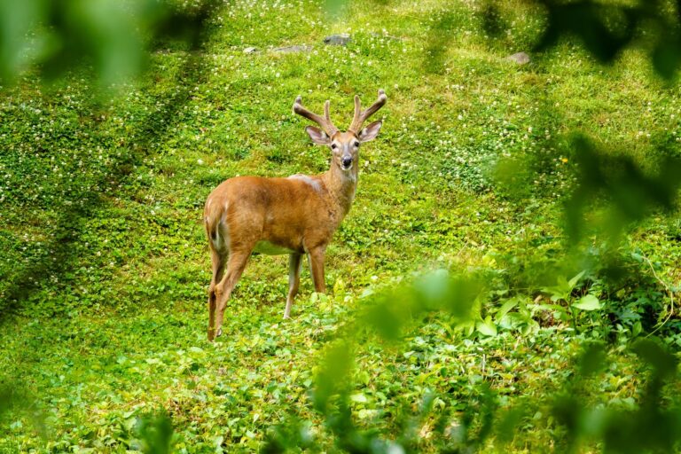 White-tailed buck standing alert in a green clover field