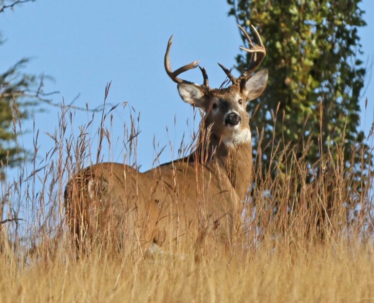 Mature white-tailed buck standing in tall autumn grass