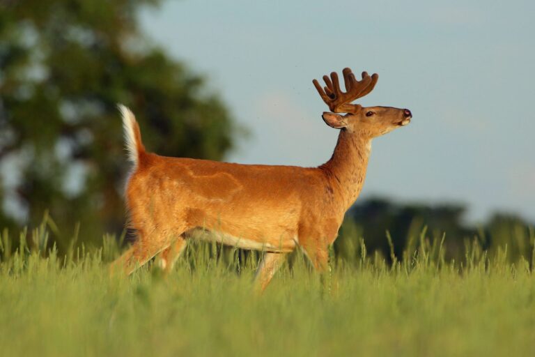 White-tailed buck in velvet antlers walking through tall grass