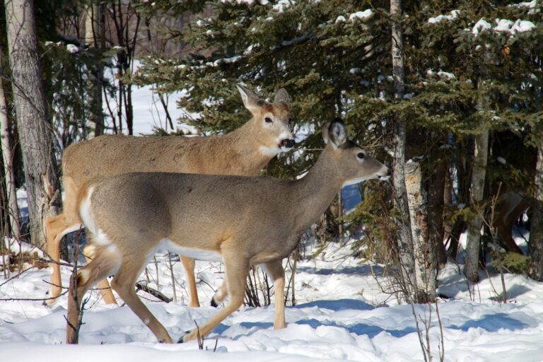 White-tailed deer among pines in winter snow