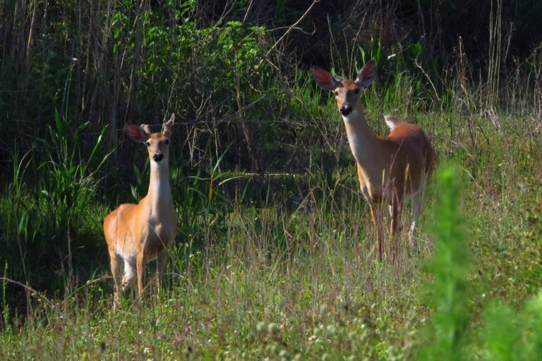 White-tailed doe and young buck in a summer meadow