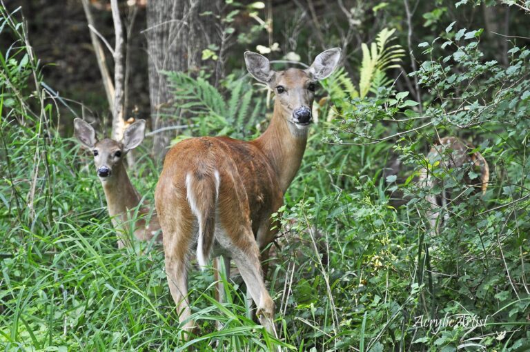 White-tailed doe with fawns in summer brush