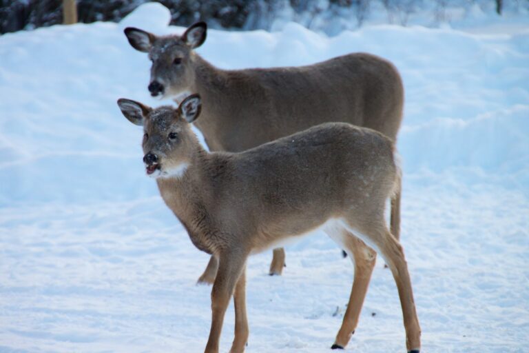 Two white-tailed does standing in deep snow at the woods edge