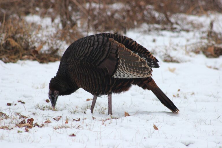 Wild turkey hen feeding in fresh snow