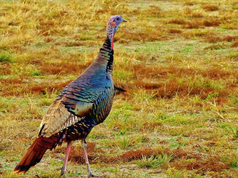 Iridescent wild turkey gobbler walking across a field