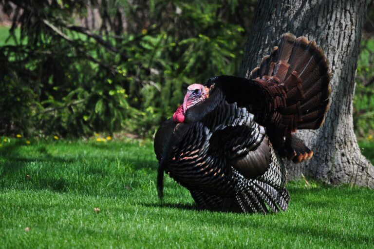 Wild turkey gobbler strutting with tail fanned on green grass