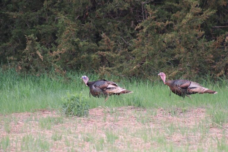 Pair of wild turkeys feeding along a field edge