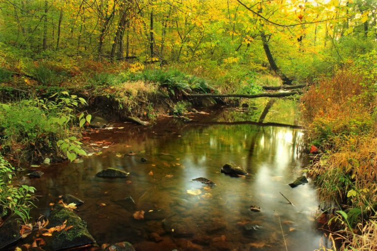 Antietam Creek among autumn foliage in the Ruth Zimmerman Natural Area, William Penn State Forest