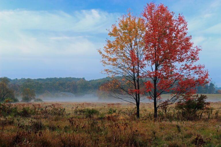 Red maple in a foggy autumn wetland at the Antietam Creek headwaters, William Penn State Forest
