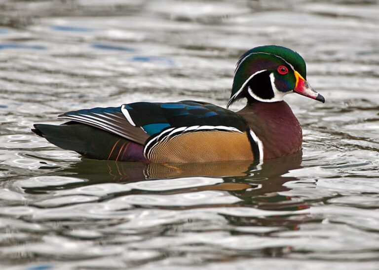 Drake wood duck in breeding plumage on rippled water
