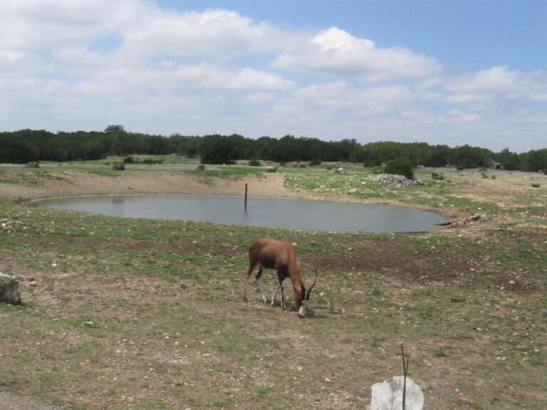 Pronghorn grazing near a stock tank
