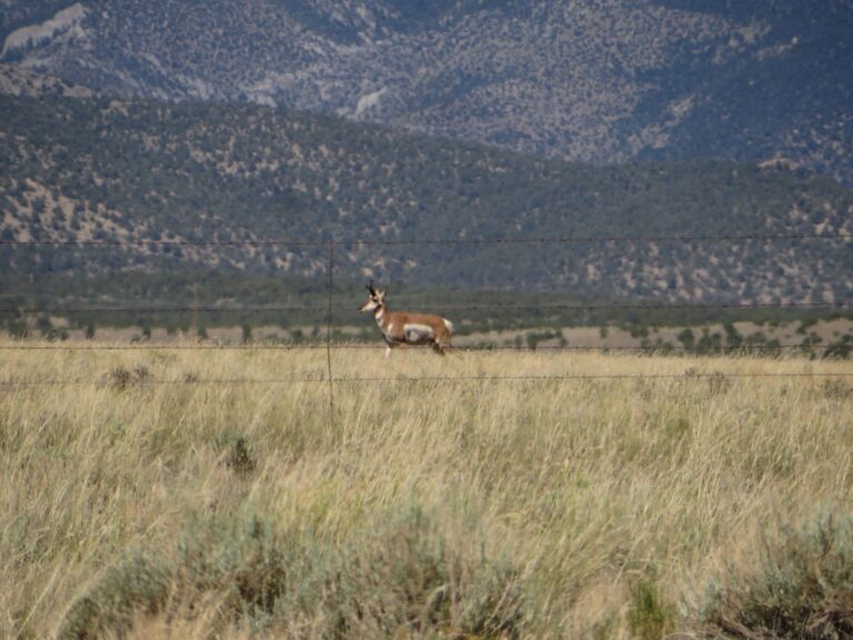 Pronghorn buck running across a grassy valley