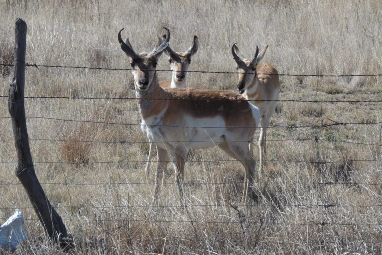 Pronghorn bucks standing in dry grassland behind a wire fence