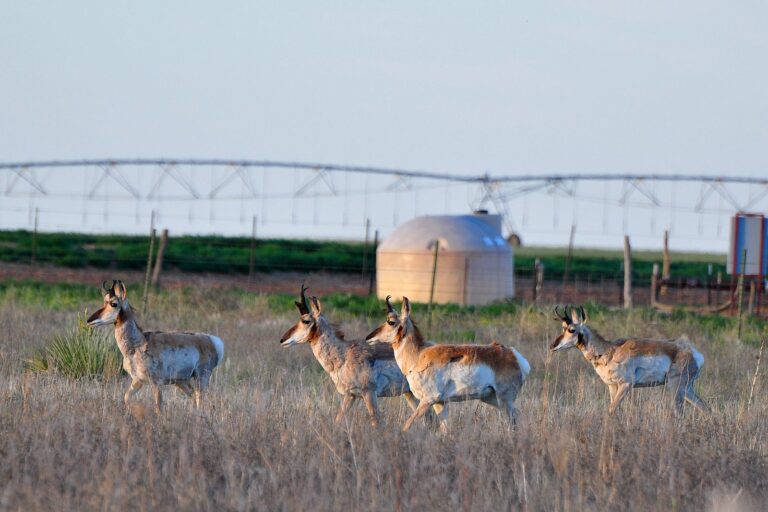 Small herd of pronghorn in a plains pasture