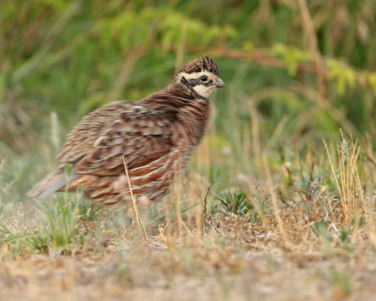 Northern bobwhite hen in dry grass