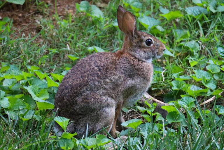 Eastern cottontail rabbit in green ground cover