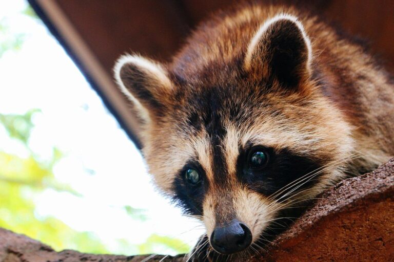Raccoon in the woods