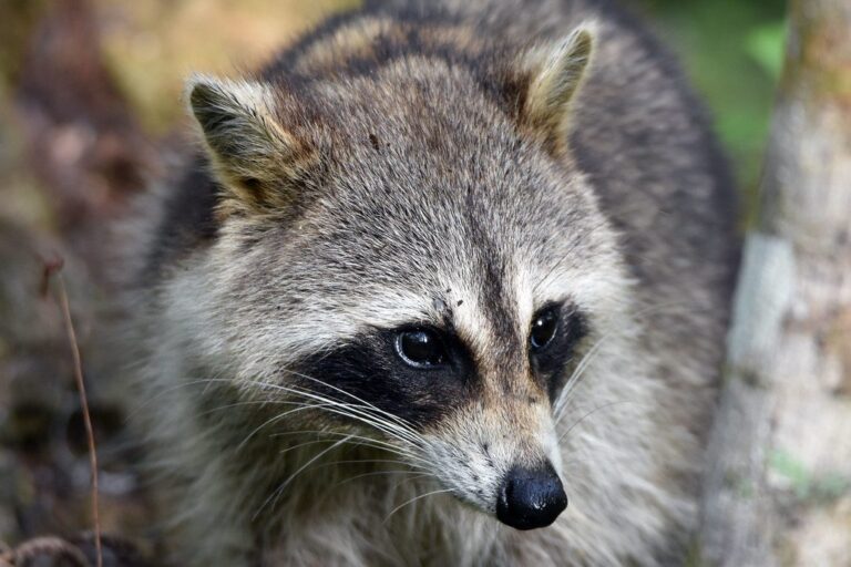 Raccoon portrait