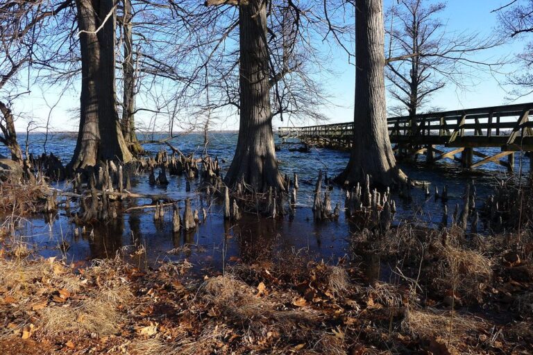 Wooden pier reaching into Reelfoot Lake, Tennessee