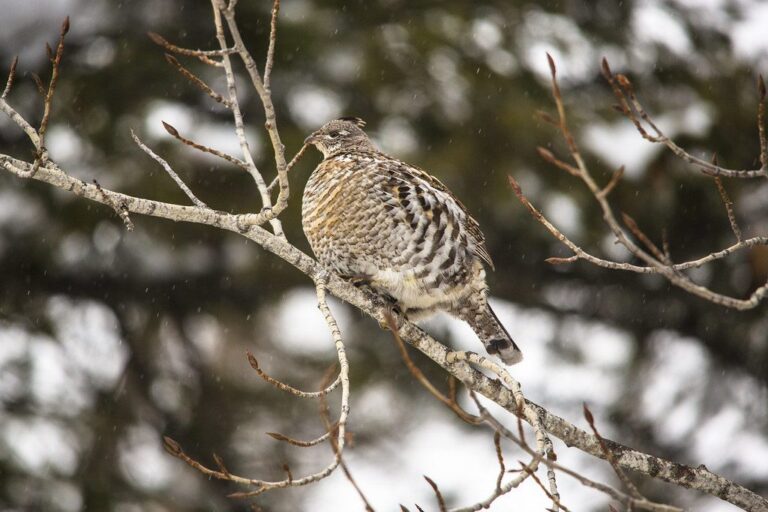 Ruffed grouse on the forest floor