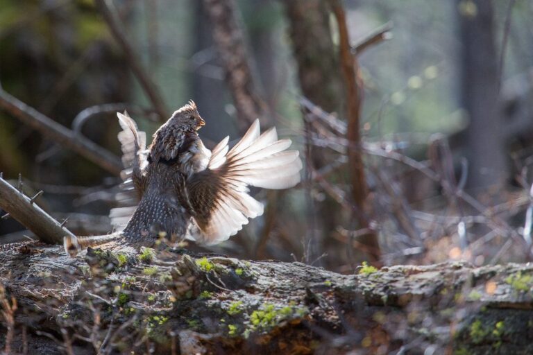 Ruffed grouse walking on the ground