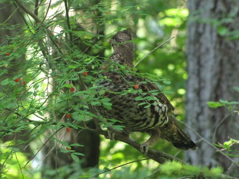 Ruffed grouse in the woods