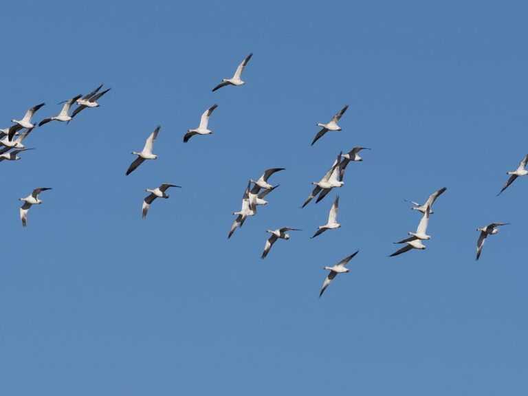 Snow geese in flight