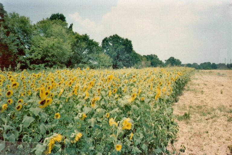 Black oil sunflowers planted on a dove field