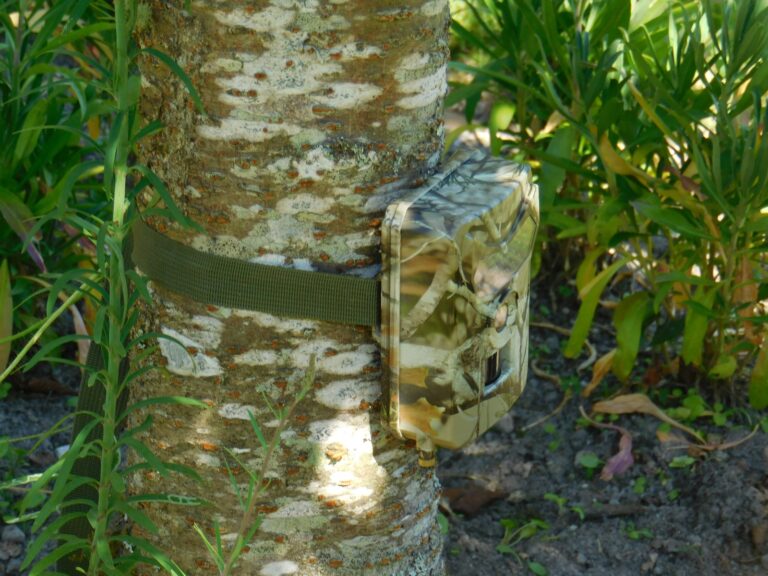 Camouflaged trail camera strapped to a tree trunk