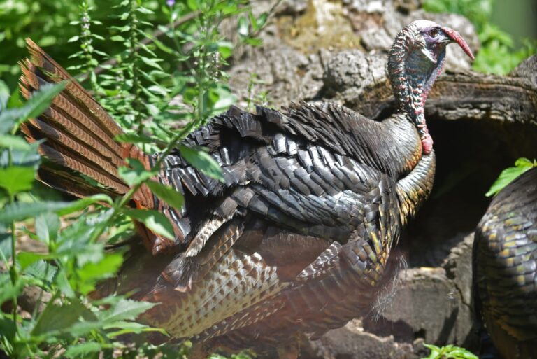 Wild turkey gobbler strutting with tail fanned