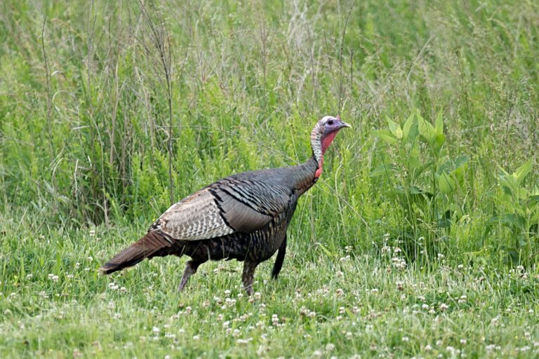 Wild turkey gobbler walking through a grassy field at Land Between the Lakes