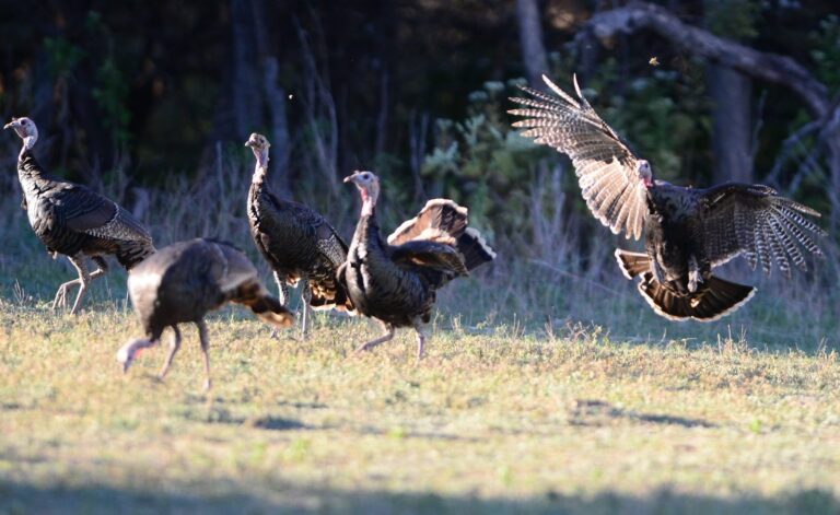 Flock of Rio Grande wild turkeys, one bird flapping its wings
