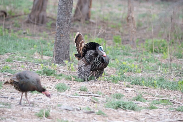 Rio Grande turkey gobbler strutting near a hen at the woods edge