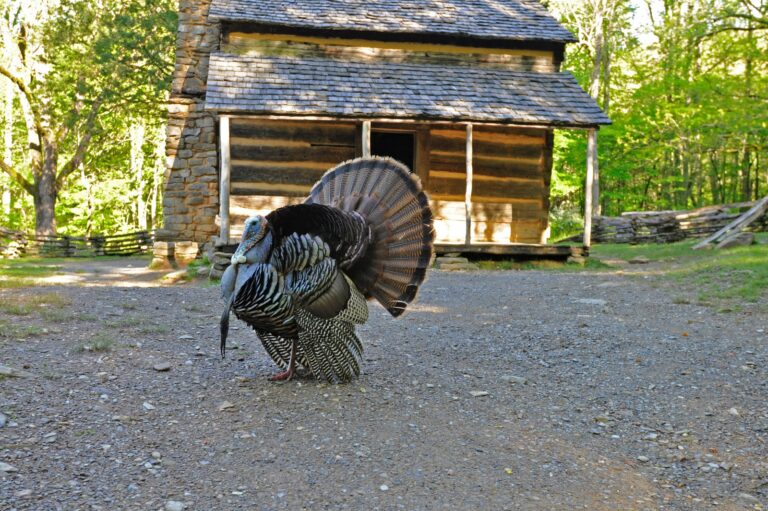 Wild turkey gobbler strutting in front of a log cabin in Cades Cove, Tennessee